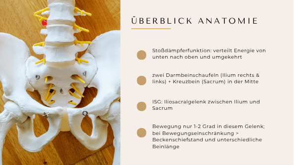 Kursfolie: Überblick Anatomie des Beckens